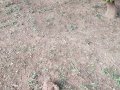 13-EnvironmentCleanliness-KahenaShahValiDargah-Tuni-30122019