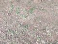 14-EnvironmentCleanliness-KahenaShahValiDargah-Tuni-30122019