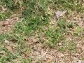 18-EnvironmentCleanliness-KahenaShahValiDargah-Tuni-02012020