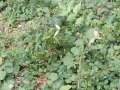 20-EnvironmentCleanliness-KahenaShahValiDargah-Tuni-02012020