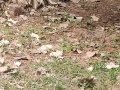 23-EnvironmentCleanliness-KahenaShahValiDargah-Tuni-02012020