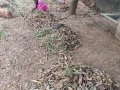 24-EnvironmentCleanliness-KahenaShahValiDargah-Tuni-02012020