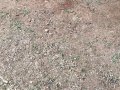 26-EnvironmentCleanliness-KahenaShahValiDargah-Tuni-02012020