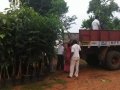 Second phase of plantation in AU campus. DR G S N Raju, Vice Chancellor Prof,  V Uma Maheswara Rao , Registrar, Prof E A Narayana, Rector, AU Arts College Principal, Prof M. sundara Rao, Dr Ananda Kumar Pingali, UARDT Convener and trust volunteers have participated
