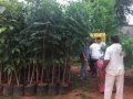 Second phase of plantation in AU campus. DR G S N Raju, Vice Chancellor Prof,  V Uma Maheswara Rao , Registrar, Prof E A Narayana, Rector, AU Arts College Principal, Prof M. sundara Rao, Dr Ananda Kumar Pingali, UARDT Convener and trust volunteers have participated