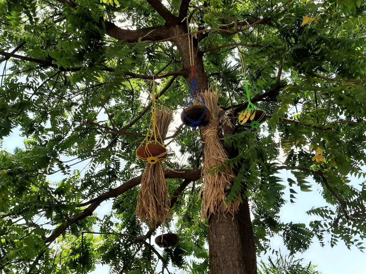 Bird Chalivendram at Boat club, Kakinada on 14-May-2020